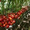 my farm  トマト畑～収穫（２０１６）