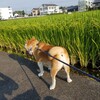 水浴びシャンプーは今回が最後かな？