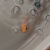 金魚の白点病 水換えで回復する