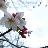 【桜開花】近所でも桜が開花してきました