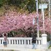 一条戻橋の桜