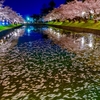 鶴岡公園の夜桜2019,4月21日