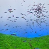 感性を刺激する！江戸情緒と癒しのすみだ水族館。