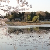 夕景の池花池・桜・・