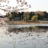 夕景の池花池・桜・・