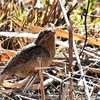 里山の野鳥
