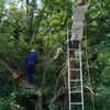 アカシヤの伐採