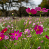 コスモスを主体に秋の花撮影　昭和記念公園