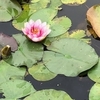 ７月８日、朝の散歩
