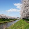 日本　岐阜市板屋川の桜並木
