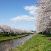 日本　岐阜市板屋川の桜並木