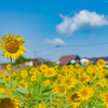 6月のひまわり：婦中町