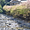 伊豆　河津桜ツーリング❸