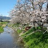 4月6日 桜満開 