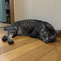 猫、ひたすら寝る