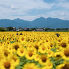 絶景ひまわり畑・マルホ農園♪