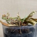 枯れる