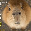 渡辺克仁さんのカピバラ写真集『カピバラ２』が発売中だよ。