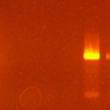 IYSVのRT-PCR