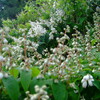 *紅白、ウツギ（卯の花）の揃い踏み