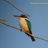 ナンヨウショウビン Collared Kingfisher (ジャワの鳥その17）