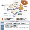 突発性難聴　再生医療に光