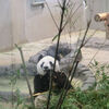 ２０１２／０９　上野動物園