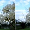 白花曼珠沙華