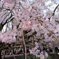 プレゼントにもおすすめ 雑貨からコスメまで可愛い桜モチーフのグッズ 厳選46選 桜色のブログ