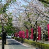 桜は終盤、つつじは今から