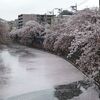大岡川の花筏