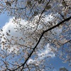 青空に浮かぶハート雲に偲ぶ思い、満開の桜に愛犬がのぞいているのかな