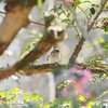 ニシオジロビタキのいる風景