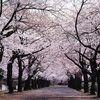 桜の季節に
