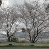 さくらざんまい　桜満開🌸