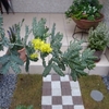 ミモザ・ガーデンの日記ー東京編（２７）