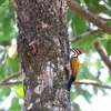 ズアカミユビゲラ Common Flameback