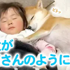 赤ちゃんが産まれたら、柴犬さんが最高に優しい「お姉さん」になった！