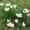 気ままに咲く花たちも悪くない