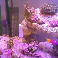 オーバーフローじゃなくてもok 外部フィルターで飼育可能なサンゴをご紹介 豆腐メンタル父ちゃんの育児 海水アクアリウム奮闘記