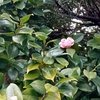猫と雀と梅の花