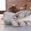 ホヤカクレエビ＆バブルコーラルシュリンプ