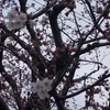 今年は　まだお花見に行ってないのよ