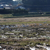 白鳥の群れ