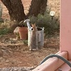 うさぎの水飲み