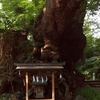 日本的な光景　来宮神社（静岡県熱海市）の大楠の木