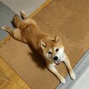 柴犬の特徴