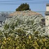 雪柳
