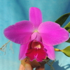 Cattleya pumila   select