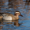 2020年1月19日の鳥撮り(1/2)-東京都西部